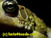 /home//u458753944/public_html/sourcegallery////////////Roxborough Toad Detour/2021/2021-03-31/P3310114.JPG